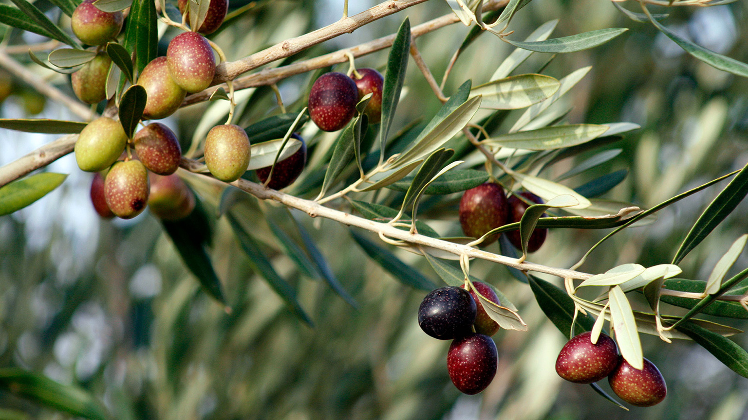 Olive And Olive Oil Product Forecast For 2021 Completed 