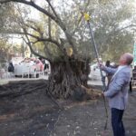 Harvest from a Thousand Year Old Olive Tree!