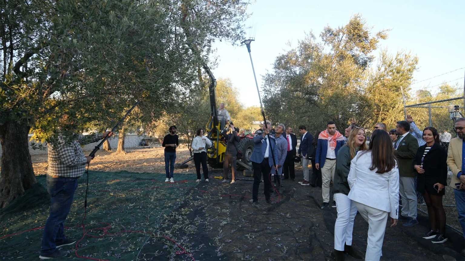 Harvest from a Thousand Year Old Olive Tree!